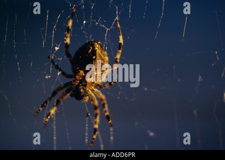 Chiusura del giardino spider riparando il suo web strappati al tramonto Bothell Washington stato USA Foto Stock