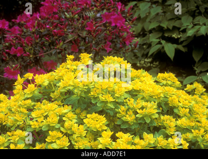 Azalea japonica "Danubio blu" in background con Euphorbia polychroma in primo piano Foto Stock