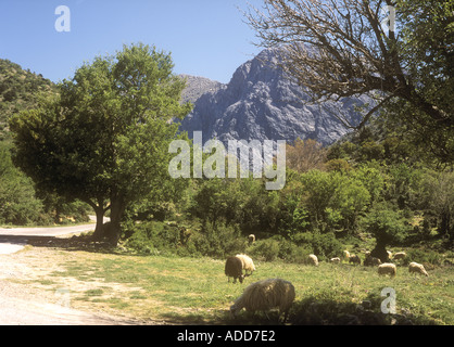 La molla ora sull'Altopiano di Omalos all'interno dell'ovest di Creta, Grecia Foto Stock