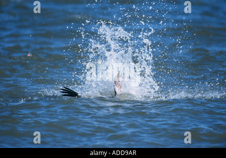 Brown Pelican Pelecanus occidentalis adulto immersioni subacquee per pesci Port Aransas Texas USA dicembre 2003 Foto Stock