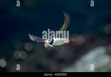 Atlantic Puffin Fratercula arctica adulto in volo con cicerelli nel becco Hornoya Riserva Naturale Vardo Norvegia Giugno 2001 Foto Stock