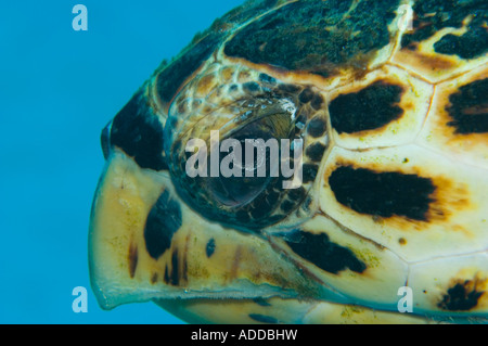 Una tartaruga embricata colpo alla testa in Little Cayman Foto Stock