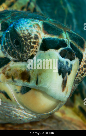 Una tartaruga embricata colpo alla testa in Little Cayman Foto Stock