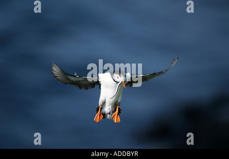 Atlantic Puffin Fratercula arctica adulto in volo con cicerelli nel becco Hornoya Riserva Naturale Vardo Norvegia Giugno 2001 Foto Stock