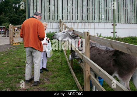Uomo e donna che nutrono un paio di Asini (Equus africanus asinus) nel santuario degli animali in Sussex, Regno Unito Foto Stock