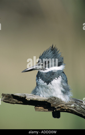 Belted Kingfisher Megaceryle alcyon maschio Willacy County Rio Grande Valley Texas USA Maggio 2004 Foto Stock