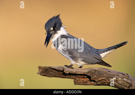 Belted Kingfisher Megaceryle alcyon maschio cerca di pesce la Contea di Willacy Rio Grande Valley Texas USA Maggio 2004 Foto Stock