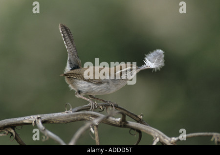 Bewick di Wren Thryomanes bewickii adulto con giù come materiale di nidificazione della contea di Starr Rio Grande Valley Texas USA Foto Stock