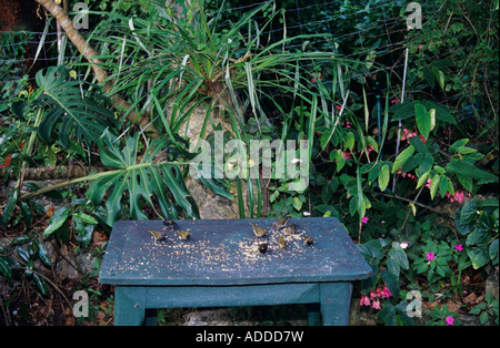 Nero-di fronte Grassquit Tiaris bicolor adulti mangiare semi dalla tabella Rocklands Montego Bay in Giamaica Gennaio 2005 Foto Stock