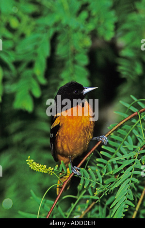 Baltimore Rigogolo Icterus galbula maschio di colore scuro variazione South Padre Island Texas USA Maggio 2005 Foto Stock