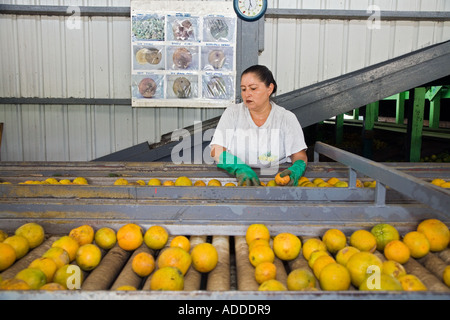 Trasformazione di agrumi fabbrica in Belize Foto Stock