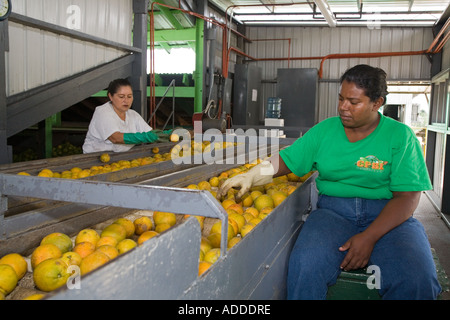 Trasformazione di agrumi fabbrica in Belize Foto Stock