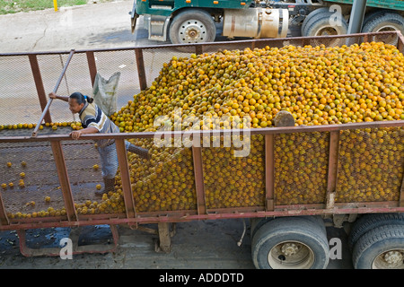 Trasformazione di agrumi fabbrica in Belize Foto Stock