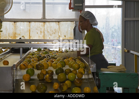 Trasformazione di agrumi fabbrica in Belize Foto Stock