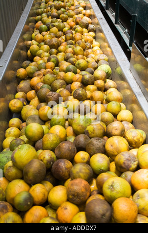 Trasformazione di agrumi fabbrica in Belize Foto Stock