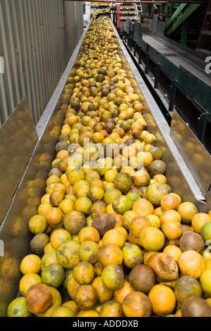 Trasformazione di agrumi fabbrica in Belize Foto Stock