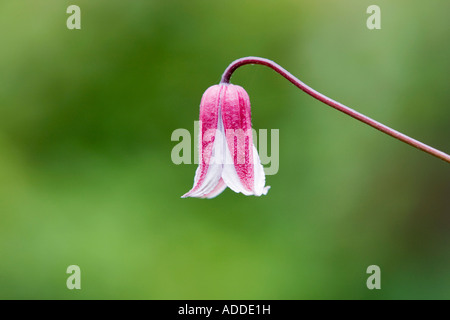 Solo la clematide texensis 'Etoile Rose' Fiore contro uno sfondo verde Foto Stock