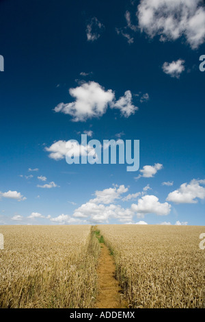 Campo di grano e un blu cielo molto nuvoloso in Oxfordshire campagna. Regno Unito Foto Stock