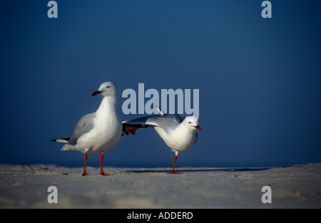 Due gabbiani , uno stiro una ala fuori , NSW , Australia Foto Stock