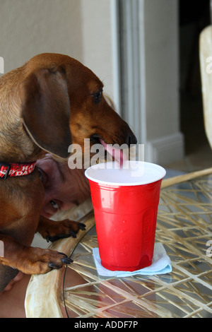 Daschund cane di bere da un bicchiere di plastica su un tavolo Foto Stock