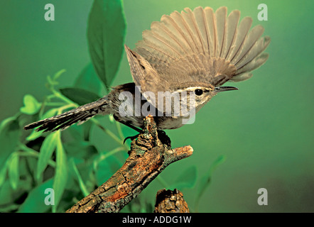 Bewick s Wren Thryomanes bewickii Tucson in Arizona Stati Uniti adulto può prendere il volo Troglodytidae Foto Stock