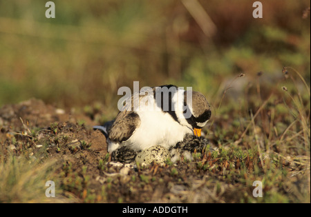 Comune di inanellare Plover Charadrius hiaticula maschio su nido con appena tratteggiato Gednjehogda giovani Norvegia Giugno 2001 Foto Stock