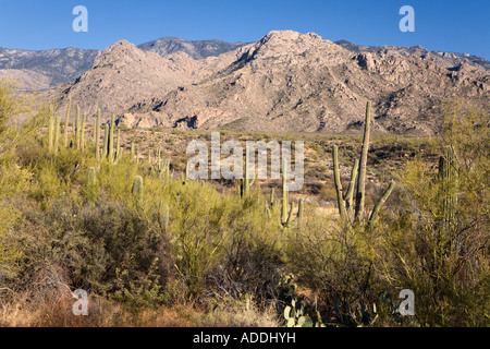 Cactus Saguaro nel Deserto Sonoran in stato di Catalina Park vicino a Tucson, Arizona, Stati Uniti d'America Foto Stock