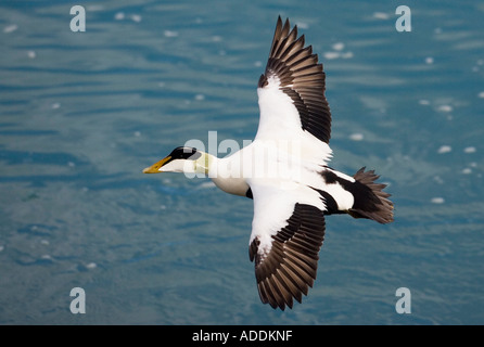 Maschio di eider duck in volo sopra l'acqua Foto Stock