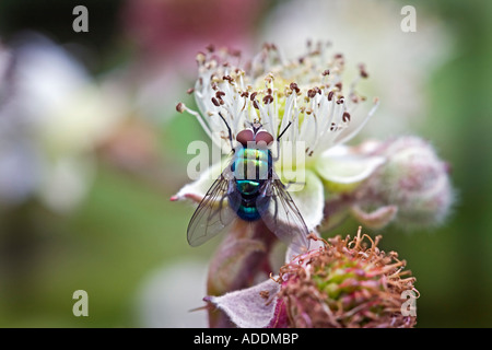 Lucilia sericata, verde bottiglia volare su un fiore di blackberry Foto Stock