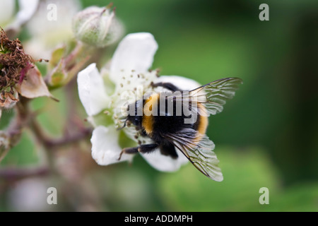 Bumble Bee su blackberry blossom Foto Stock