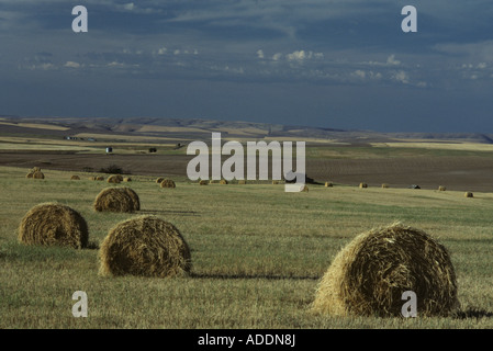 Terreni agricoli con balle di grano in campo con fienile alba con nuvole temporalesche orientale dello Stato di Washington STATI UNITI D'AMERICA Foto Stock