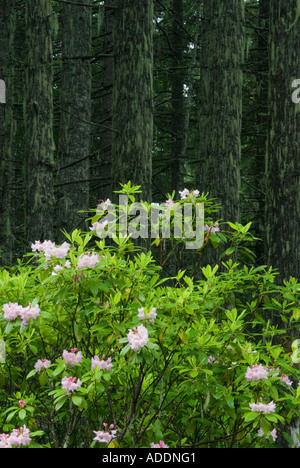 Stati Uniti d'America, Oregon, Pacific rododendri (Rhododendron macrophyllum) fiori nella foresta pluviale temperata, North Umpqua River Valley Foto Stock