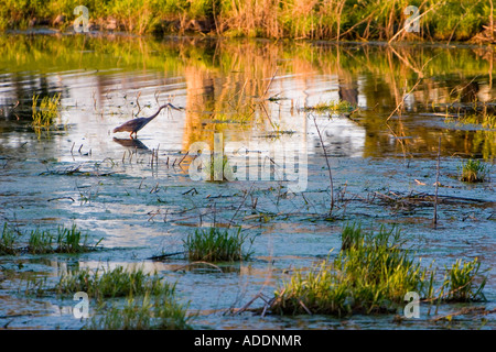 Un Airone blu culmi preda nel lago di Holmes in Lincoln, Nebraska. Foto Stock