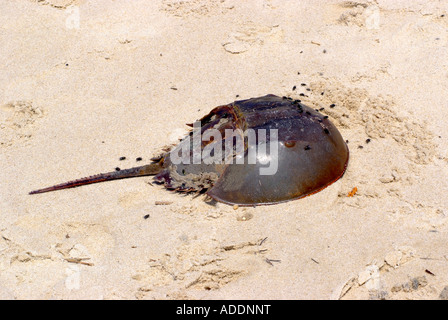 Il corpo di un morto granchio a ferro di cavallo con sciamatura vola su una spiaggia nei pressi di Cape May New Jersey Stati Uniti d'America Foto Stock