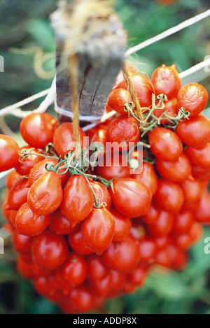 Grappolo di pomodori Foto Stock