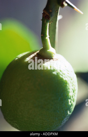 Lime crescente su albero, extreme close-up Foto Stock