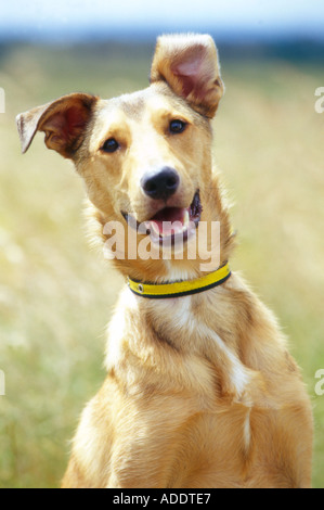 Cane Foto Stock