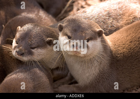 Asian breve artigliato Otter Foto Stock