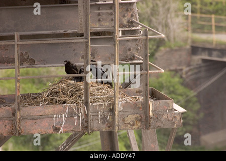 Giovani corvi in nido in alto di impianto chimico Brunner Mond Northwich Cheshire Foto Stock