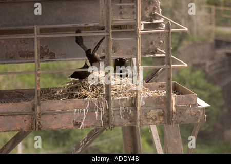 Giovani corvi in nido in alto di impianto chimico Brunner Mond Northwich Cheshire Foto Stock