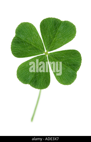 Quattro leaf clover shamrock Foto Stock