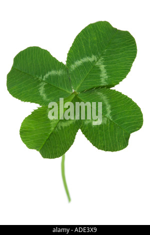 Quattro leaf clover shamrock Foto Stock