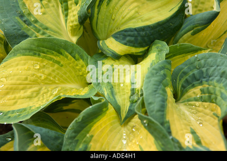 Impianto di grandi dimensioni con il giallo e il verde delle foglie Foto Stock
