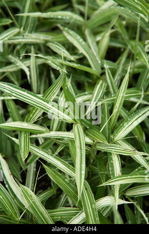 Pleioblastus fortunei Whitestripe Nana variegata di bambù Foto Stock