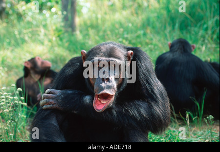 Uno scimpanzé Pan troglodytes maschio adulto Africa centrale occidentale Foto Stock