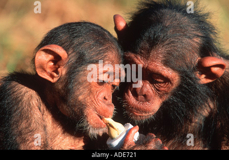 Uno scimpanzé Pan troglodytes i bambini allattati loro mattina bottiglia di latte Chimfunshi scimpanzé orfanotrofio Zambia Foto Stock