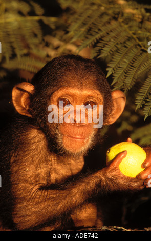 Uno scimpanzé Pan troglodytes malnutriti baby mangiando frutta Chimfunshi scimpanzé orfanotrofio Zambia Foto Stock