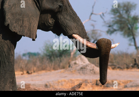 Elefante africano Loxodonta africana Bull in appoggio sul trunk brosmio Chobe National Park Botswana Foto Stock