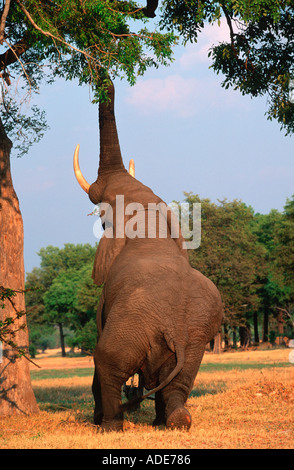 Elefante africano Loxodonta africana fino a raggiungere il feed su rami di alberi Okovango paludi Botswana Foto Stock