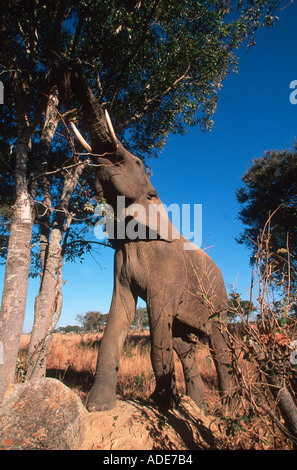 Elefante africano Loxodonta africana fino a raggiungere il feed su rami di alberi in Africa Foto Stock